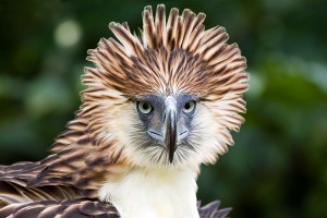 Philippine Eagle (Close Up)